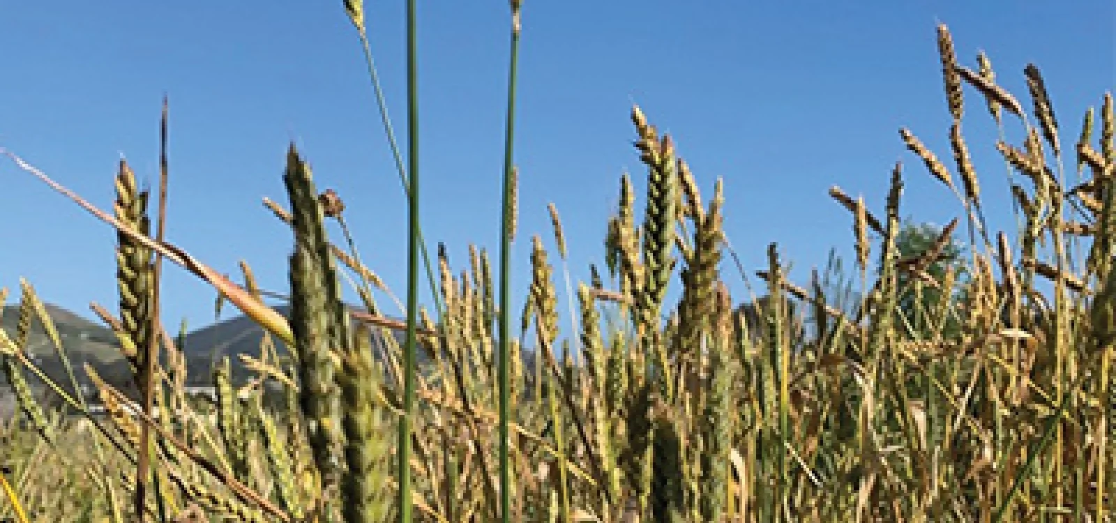 Close-up of mature grain heads standing in a field under a clear blue sky, with hills visible in the background.