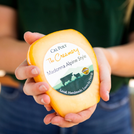 A person holds a round of Cal Poly Creamery Maddam Alpine Style cheese with a labeled rind in their hands.