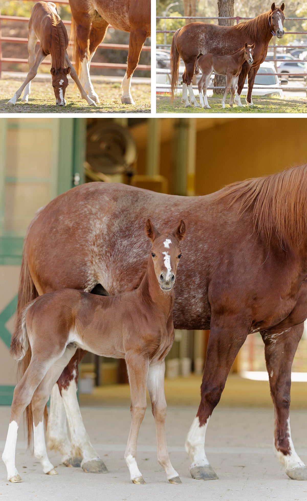 A collage of photos of spring foals. 