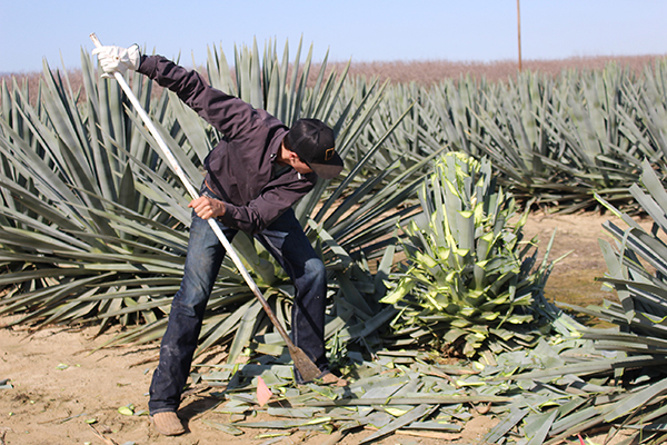 A Cal Poly student works to harvest agave. 