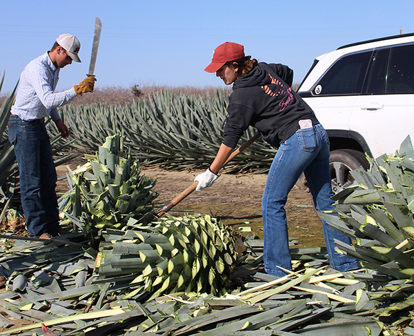 Cal Poly students harvest agave.