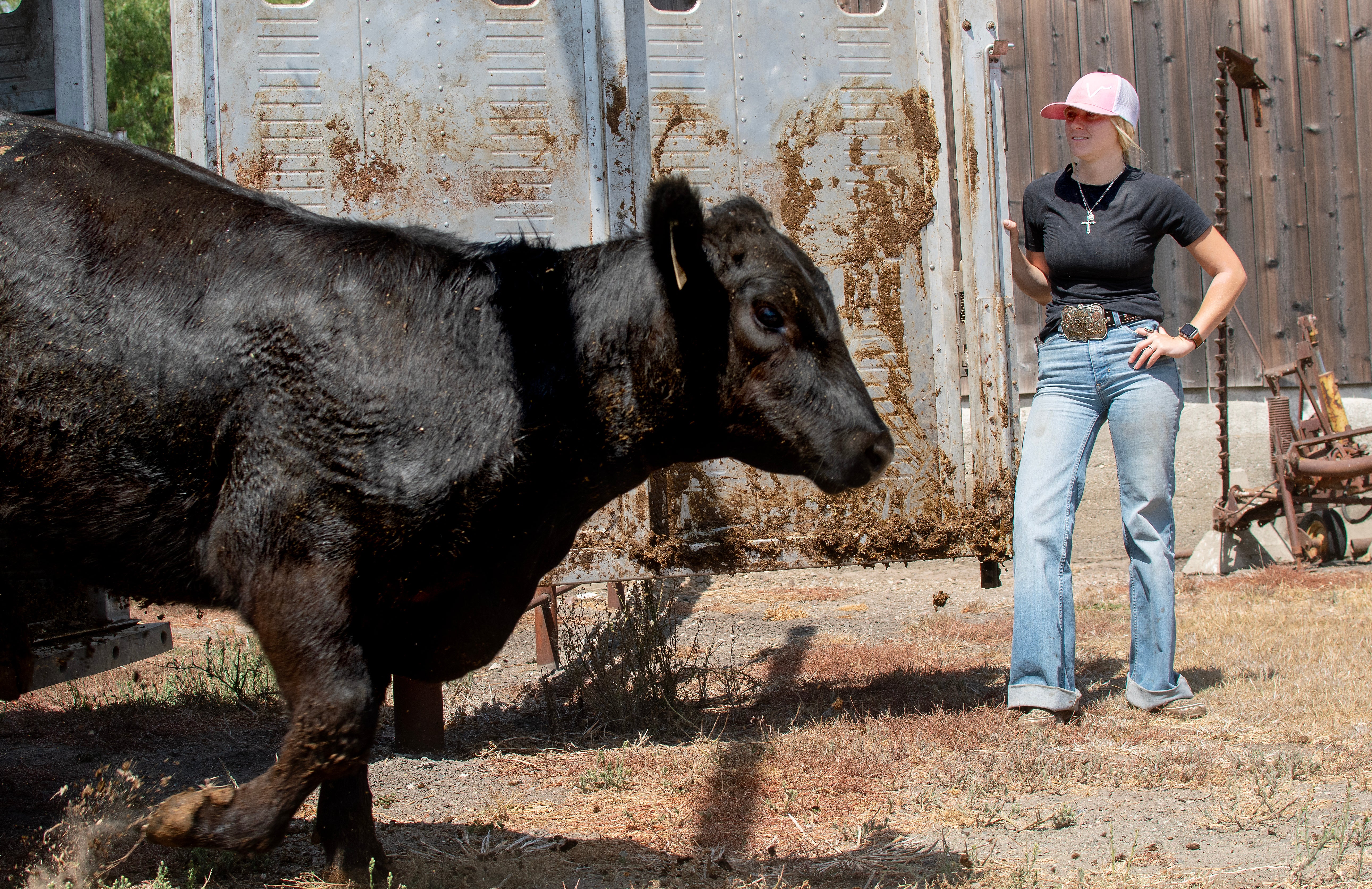 A student unloads cattle from a trailer at the Brughelli Ranch.