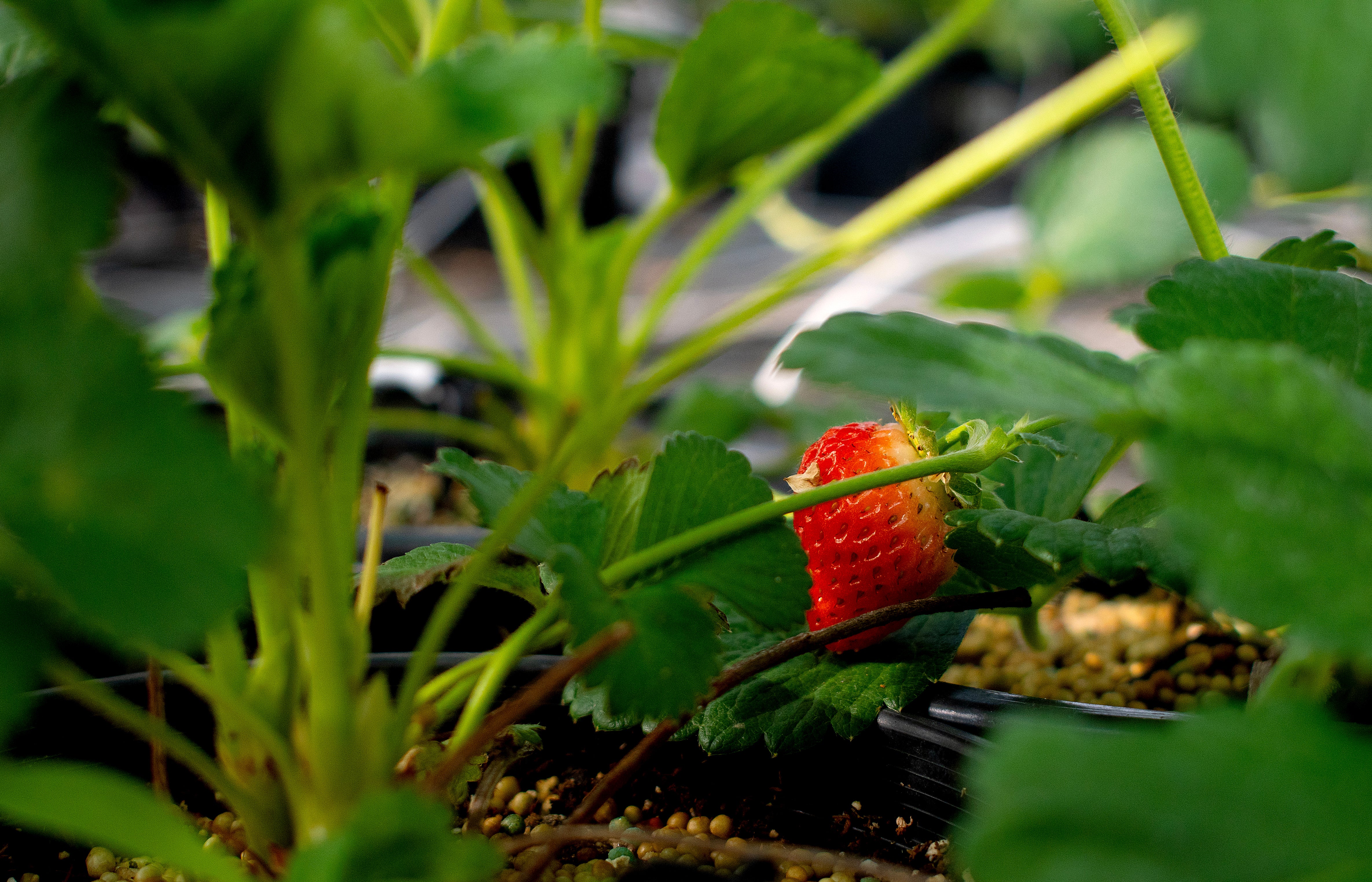 A strawberry hangs from the vine of a plant in a greenhouse on campus. 
