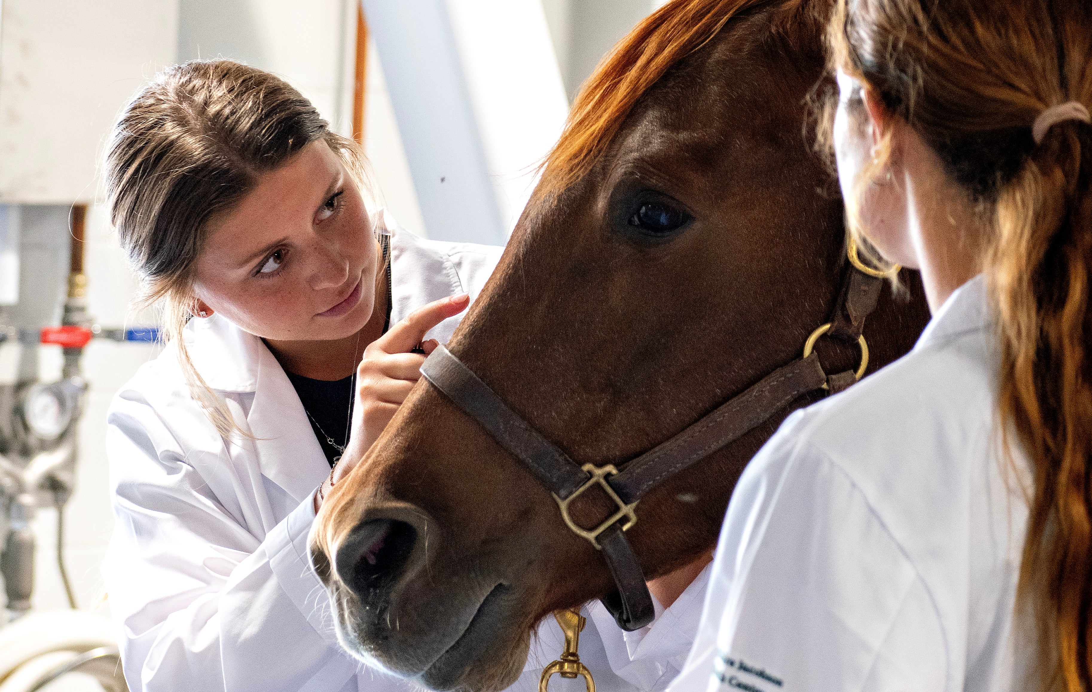 Two students examine the eyes of a horse. 
