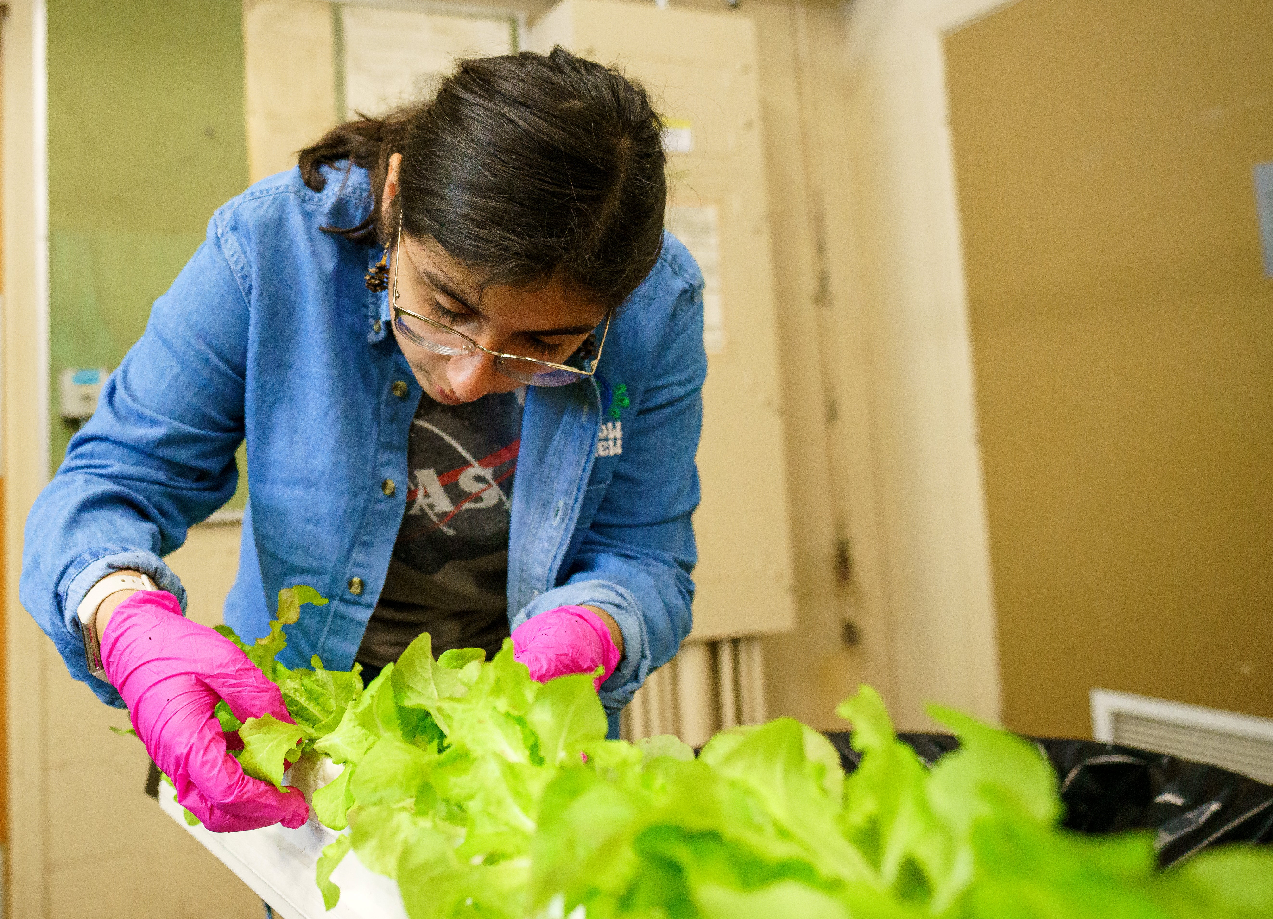 A student inspects vertically grown lettuce. 