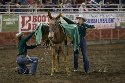 Two rodeo participants work together with a mule in an arena during a livestock or ranching event, with a crowd watching from the stands in the background.