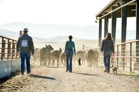 Three people walk behind a group of cattle moving through a dusty ranch pathway beside a barn, with mountains visible in the distance.