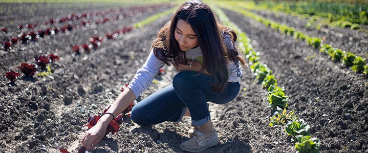 Student crouching in a cultivated field while tending to leafy vegetable plants growing in long rows across the farm.