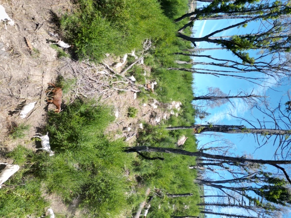 Goats grazing on a steep hillside covered with shrubs and regrowing vegetation in a forested area with charred and sparse trees under a bright blue sky.