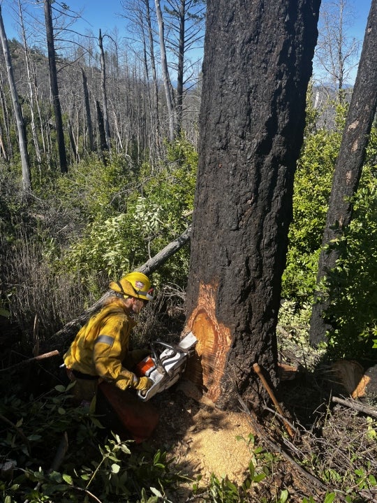 A firefighter uses a chainsaw to cut into a burned tree in a forested area during wildfire recovery or land management work.