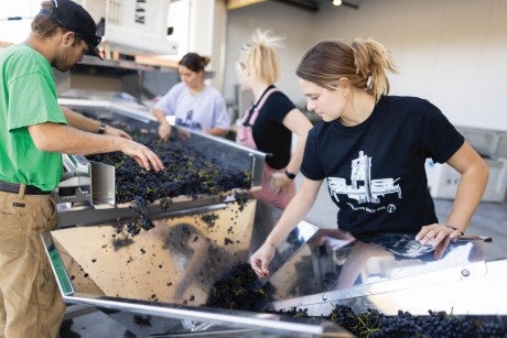 People sort and process grapes on stainless steel equipment inside a winery production space.