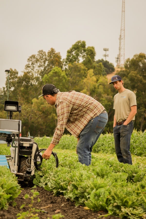Two people inspect and work with an agricultural robot in a lettuce field during field testing or research activities.