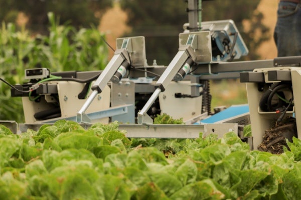 An agricultural robotics machine operates between rows of lettuce in a field during a precision farming or automation project.