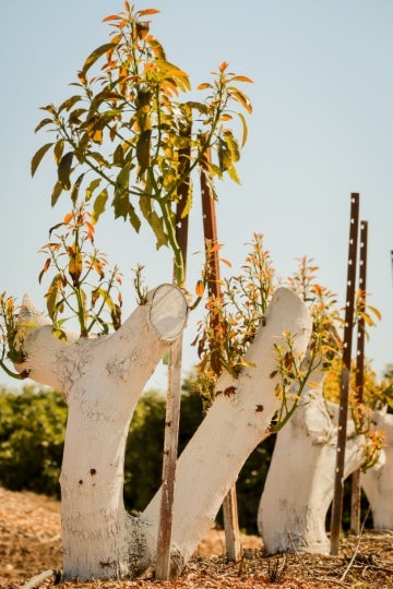 Young trees grow from sculptural white concrete forms in an outdoor landscape under a clear sky.