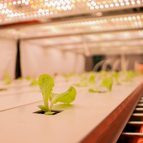 Young leafy plants grow in a hydroponic indoor farming system under rows of LED grow lights.