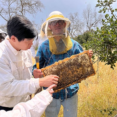 People wearing protective beekeeping gear examine a honeycomb frame covered with bees while standing outdoors in a field.