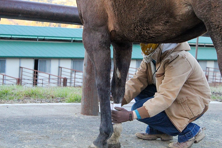 Person crouching beside a horse while examining or wrapping the animal’s lower leg near a stable area.