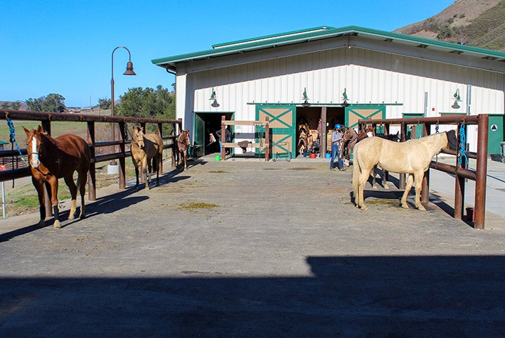 Several horses standing in outdoor stalls in front of a barn at an equestrian facility.
