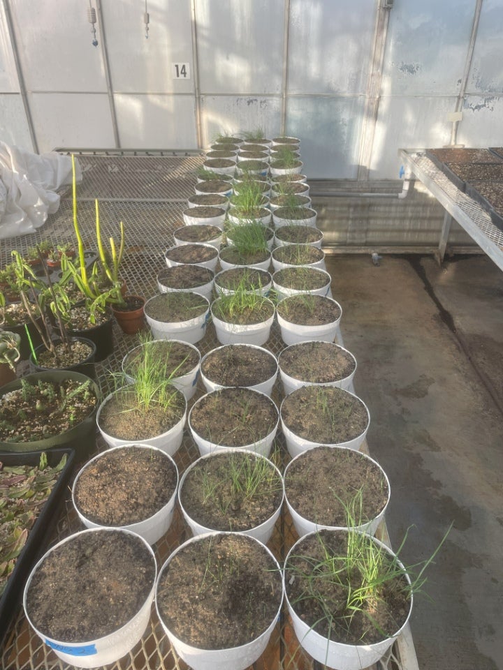 Rows of white pots with soil and young grass seedlings arranged on a greenhouse bench beside other potted plants.