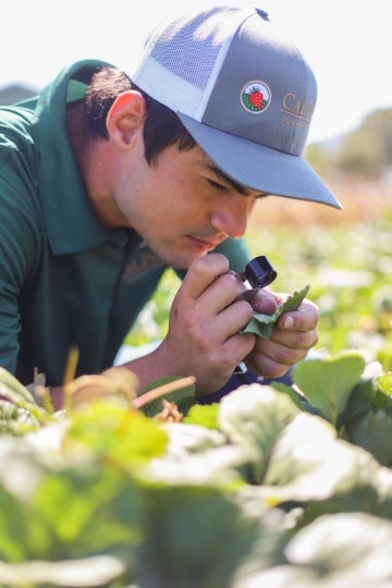 A person examines a plant closely with a handheld magnifying tool while working in a crop field outdoors.
