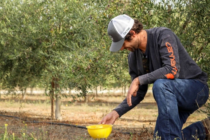 man in olive orchard