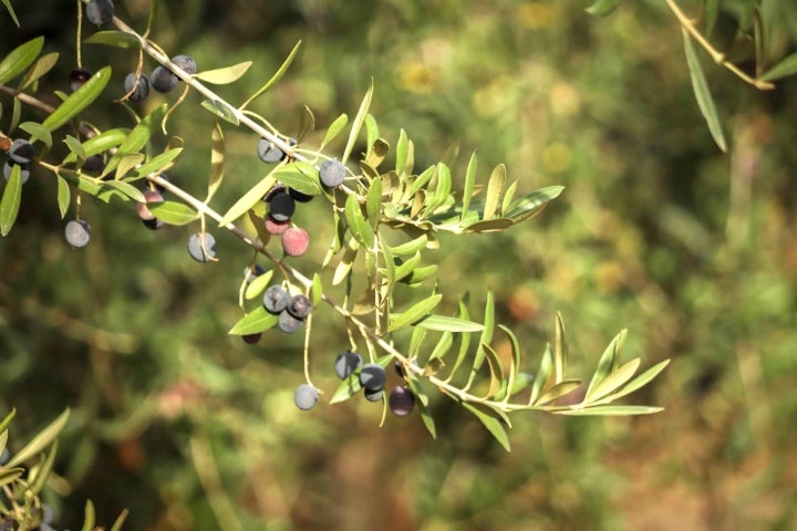 close up olives on branch