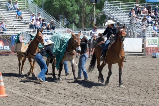 Participants on horseback prepare and secure gear onto pack animals during a rodeo or ranch skills competition in an outdoor arena.