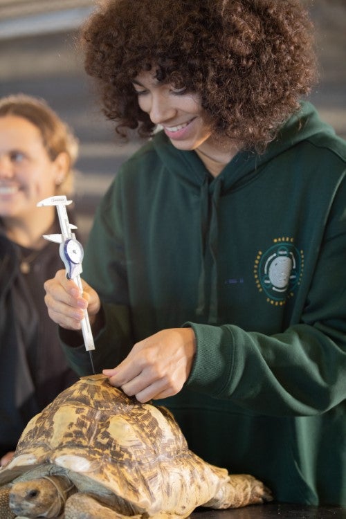 Student using measuring tools to examine a tortoise shell during a hands-on zoology, wildlife biology, or veterinary science lab activity.
