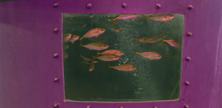 Fish swim inside a research tank viewed through a small observation window in an aquaculture or marine science facility.