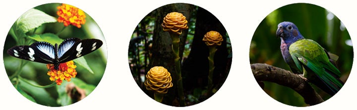 Collection of tropical wildlife and rainforest imagery featuring a butterfly on flowers, rainforest fungi, and a colorful parrot perched on a branch.
