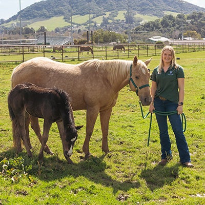A person stands in a grassy pasture holding a horse while a foal grazes nearby, with rolling hills and fencing in the background.