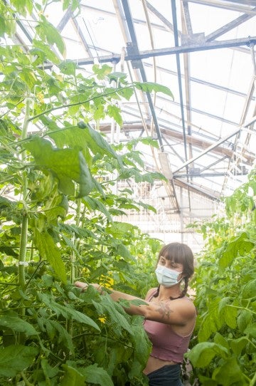 A person wearing a face mask works among tall plants inside a greenhouse filled with dense greenery.