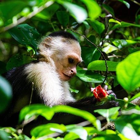 White-faced capuchin monkey eating fruit while sitting among dense tropical rainforest foliage.