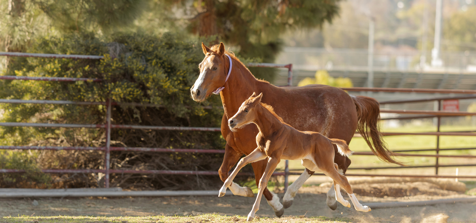 An mare and her foal run at the equine unit on Cal Poly's campus. 