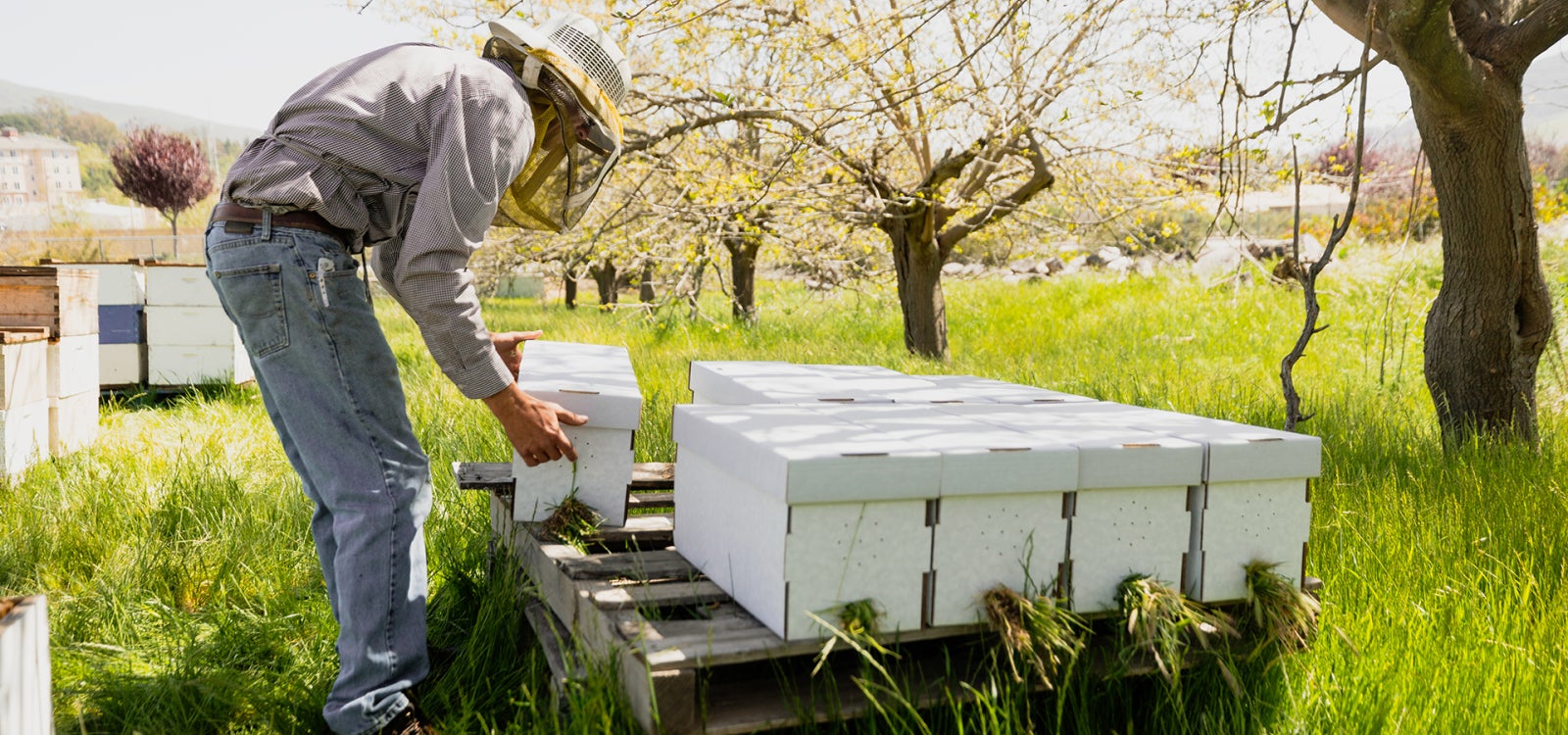 Students in the AEPS 175 - Beekeeping class learn about the handling of European honey bees with special reference to the pollination of commercial crops, honey processing and marketing, as well as hive inspection and disease detection. 
