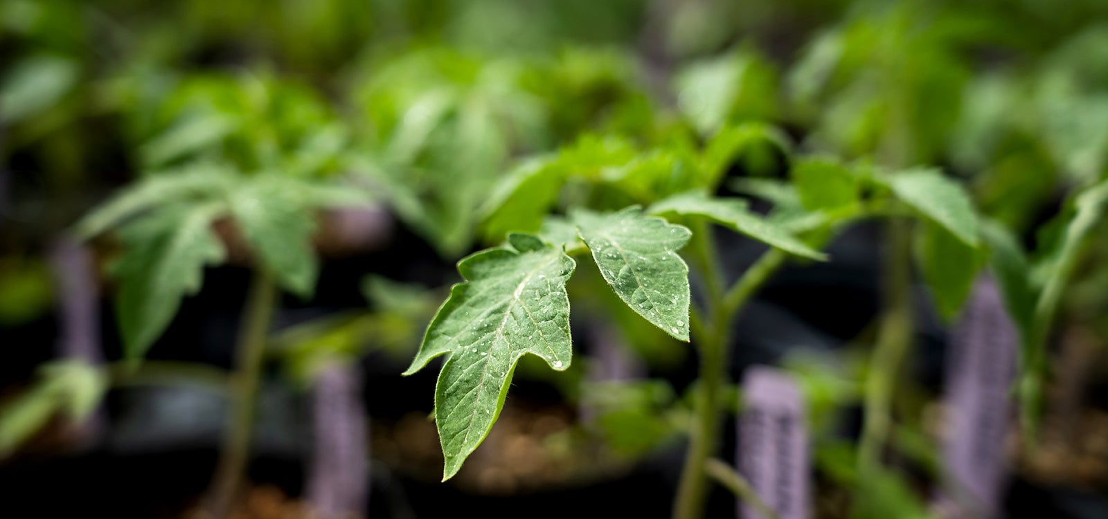 A closeup photo of a tomato leaf with a row of plants blurred in the background. 