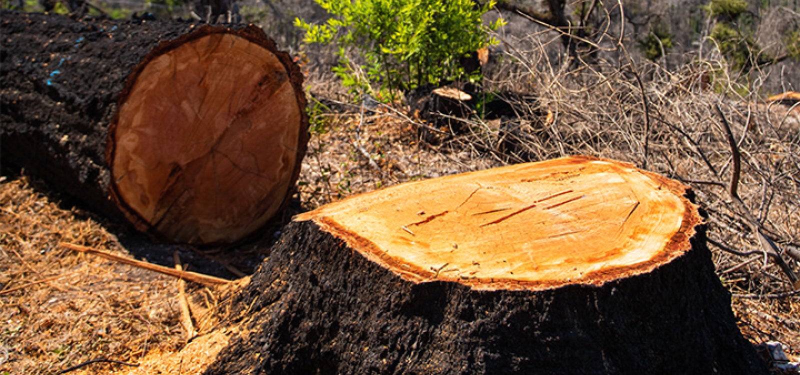Picture of a fallen tree and stump