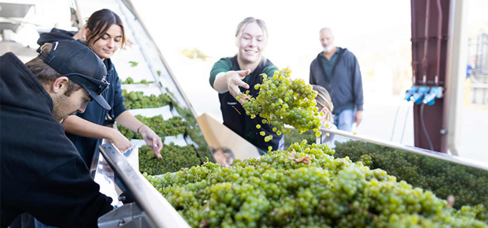 Students sort large amounts of green wine grapes. 