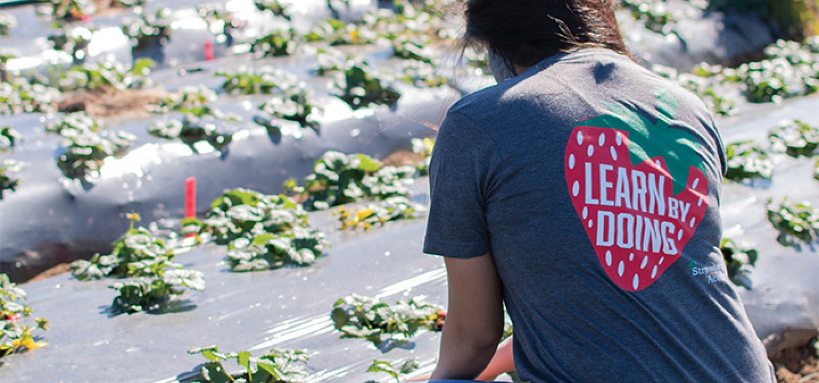 A Cal Poly student helping with work at the Cal Poly Strawberry Center
