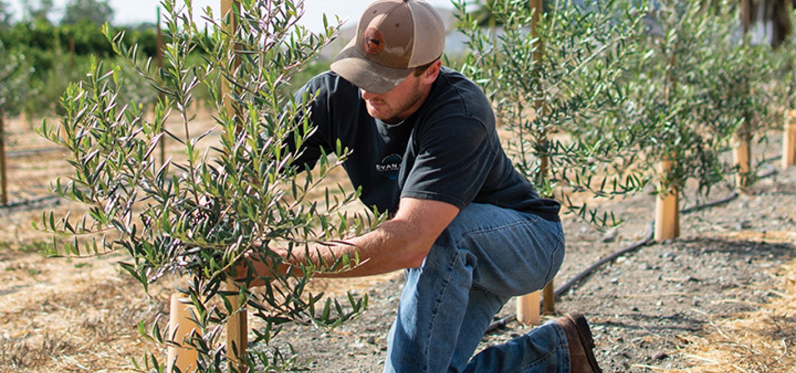 A man kneeled down fixing a branch on an olive tree