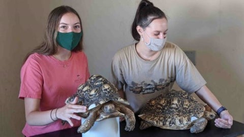 Two students carefully handle large tortoises indoors during an educational or conservation activity.