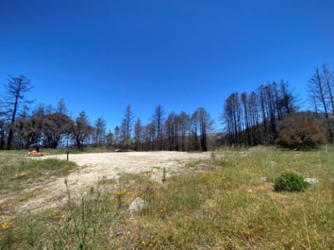 An open field with new grass growth is surrounded by charred trees under a clear blue sky following a wildfire.