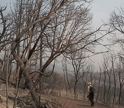 A firefighter walks through a hillside of charred, leafless trees in a landscape burned by a recent wildfire.