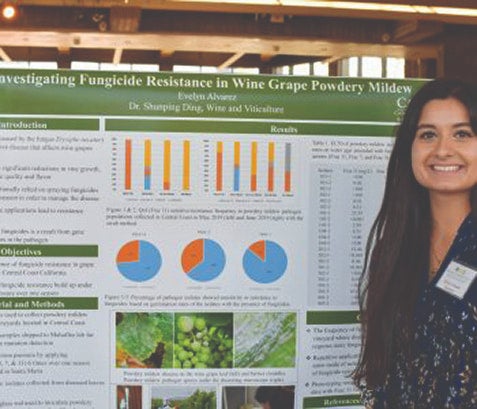 A student stands beside a research poster titled “Investigating Fungicide Resistance in Wine Grape Powdery Mildew,” displaying charts, graphs, and images from the study.