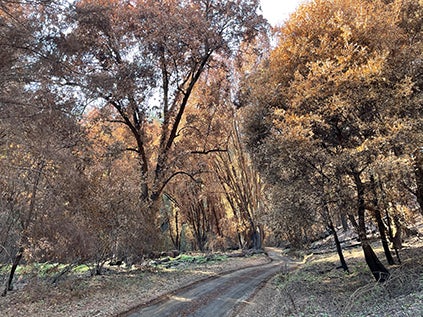 A dirt road winds through a forest of tall trees with brown and golden leaves, suggesting an autumn landscape after a wildfire or seasonal change.