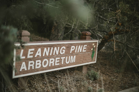 Leaning Pine Arboretum Signage