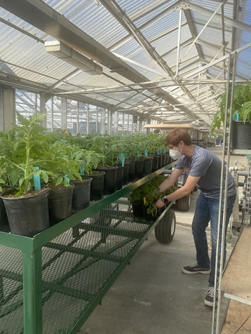 Ryan Schrader working with potted plants inside a greenhouse, adjusting containers on a wheeled metal bench beneath a glass ceiling.