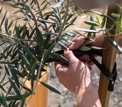 Hands carefully secure a young olive tree to a wooden stake using black ties in a grove.