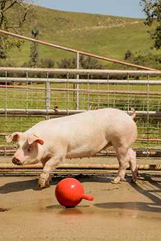 A pig walks through a pin. 