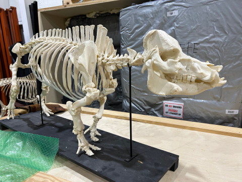 An animal skeleton.